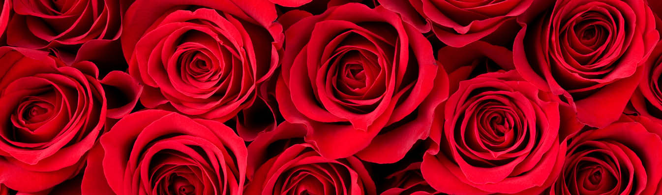 roses